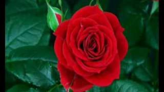 Nelson Ned - Si las flores pudieran hablar